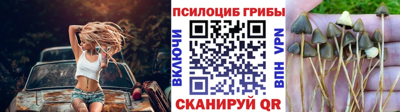 где продают   Фёдоровский  Псилоцибиновые грибы мицелий 